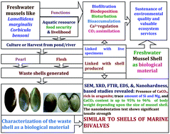 Graphical abstract: An insight into the structure, composition and hardness of a biological material: the shell of freshwater mussels