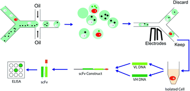 Graphical abstract: Rapid isolation of antigen-specific B-cells using droplet microfluidics