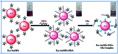 Graphical abstract: Thermodynamic investigation of the interaction between ionic liquid functionalized gold nanoparticles and human serum albumin for selective determination of glutamine