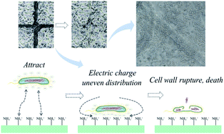 Graphical abstract: An antibacterial and biocompatible multilayer biomedical coating capable of healing damages