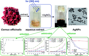 Graphical abstract: Evaluation of biosynthesis parameters, stability and biological activities of silver nanoparticles synthesized by Cornus Officinalis extract under 365 nm UV radiation
