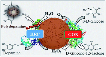 Graphical abstract: Lignin nanoparticles are renewable and functional platforms for the concanavalin a oriented immobilization of glucose oxidase–peroxidase in cascade bio-sensing