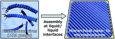 Graphical abstract: Controlled assembly of filamentous viruses into hierarchical nano- to microstructures at liquid/liquid interfaces