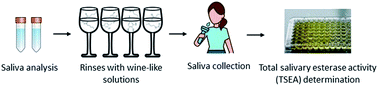 Graphical abstract: Understanding human salivary esterase activity and its variation under wine consumption conditions