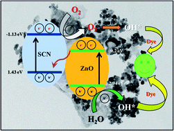 Graphical abstract: ZnO-embedded S-doped g-C3N4 heterojunction: mediator-free Z-scheme mechanism for enhanced charge separation and photocatalytic degradation