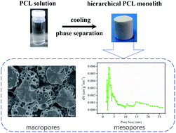 Graphical abstract: Fabrication of hierarchically porous superhydrophilic polycaprolactone monolith based on nonsolvent-thermally induced phase separation