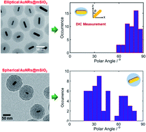 Graphical abstract: High-throughput in-focus differential interference contrast imaging of three-dimensional orientations of single gold nanorods coated with a mesoporous silica shell