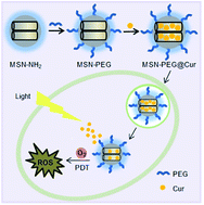 Graphical abstract: Curcumin-loaded PEGylated mesoporous silica nanoparticles for effective photodynamic therapy