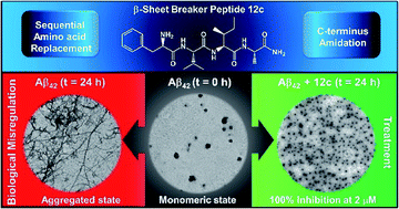 Graphical abstract: Effect of C-terminus amidation of Aβ39–42 fragment derived peptides as potential inhibitors of Aβ aggregation