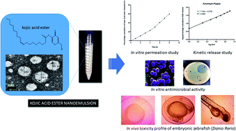 Graphical abstract: In vitro kinetic release study, antimicrobial activity and in vivo toxicity profile of a kojic acid ester-based nanoemulsion for topical application