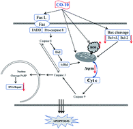 Graphical abstract: Retracted Article: Structural characterization and anticancer potency of centipede oligopeptides in human chondrosarcoma cancer: inducing apoptosis