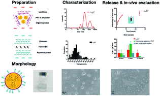 Graphical abstract: Preparation and characterisation of PHT-loaded chitosan lecithin nanoparticles for intranasal drug delivery to the brain