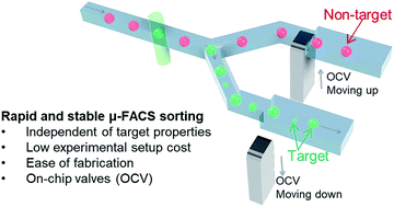 Graphical abstract: Amplified piezoelectrically actuated on-chip flow switching for a rapid and stable microfluidic fluorescence activated cell sorter