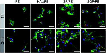 Graphical abstract: Human stem cell response to layered zirconium phosphate