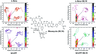 Graphical abstract: Bleomycin modulates amyloid aggregation in β-amyloid and hIAPP