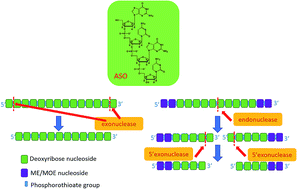 Graphical abstract: In vivo and in vitro studies of antisense oligonucleotides – a review