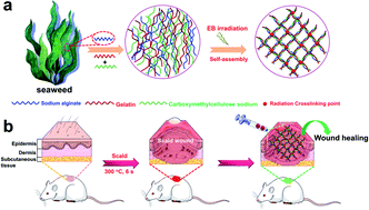 Graphical abstract: Green preparation of anti-inflammation an injectable 3D porous hydrogel for speeding up deep second-degree scald wound healing