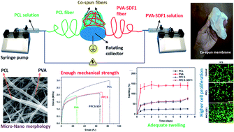 Graphical abstract: Stromal cell-derived factor loaded co-electrospun hydrophilic/hydrophobic bicomponent membranes for wound protection and healing