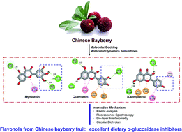 Graphical abstract: α-Glucosidase inhibitors from Chinese bayberry (Morella rubra Sieb. et Zucc.) fruit: molecular docking and interaction mechanism of flavonols with different B-ring hydroxylations