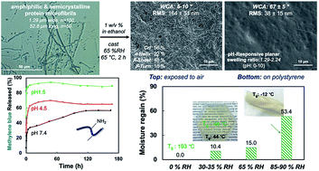 Graphical abstract: Tunable surface wettability and pH-responsive 2D structures from amphiphilic and amphoteric protein microfibrils