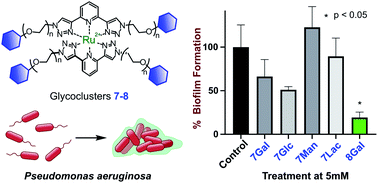 Graphical abstract: Ruthenium-centred btp glycoclusters as inhibitors for Pseudomonas aeruginosa biofilm formation