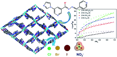 Graphical abstract: Syntheses of four porous 3-D Cd(ii) metal–organic frameworks from a new multidentate ligand 5-(imidazol-1-yl)-N′-(pyridin-4-ylmethylene) nicotinohydrazide and their characterization and adsorption properties