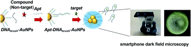 Graphical abstract: Molecular detection using aptamer-modified gold nanoparticles with an immobilized DNA brush for the prevention of non-specific aggregation