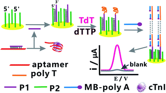 Graphical abstract: An ultrasensitive electrochemical sensing platform for the detection of cTnI based on aptamer recognition and signal amplification assisted by TdT