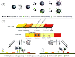 Graphical abstract: The simultaneous detection of the squamous cell carcinoma antigen and cancer antigen 125 in the cervical cancer serum using nano-Ag polydopamine nanospheres in an SERS-based lateral flow immunoassay