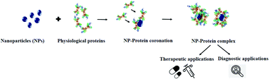 Graphical abstract: Understanding the relevance of protein corona in nanoparticle-based therapeutics and diagnostics