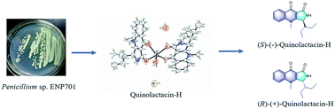 Graphical abstract: Total synthesis of quinolactacin-H from marine-derived Penicillium sp. ENP701 and biological activities