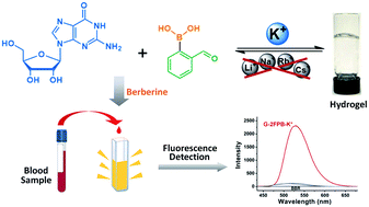 Graphical abstract: A guanosine-based 2-formylphenylborate ester hydrogel with high selectivity to K+ ions
