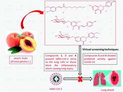 Graphical abstract: An in silico perception for newly isolated flavonoids from peach fruit as privileged avenue for a countermeasure outbreak of COVID-19