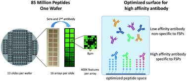 Graphical abstract: Production of high-complexity frameshift neoantigen peptide microarrays