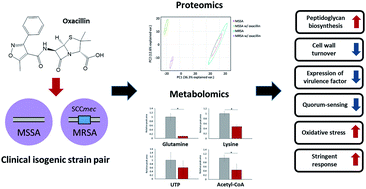 Graphical abstract: Multi-omics based characterization of antibiotic response in clinical isogenic isolates of methicillin-susceptible/-resistant Staphylococcus aureus