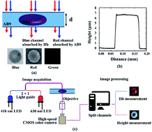 Graphical abstract: Quantitative absorption imaging of red blood cells to determine physical and mechanical properties