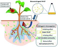 Graphical abstract: Different effects of soil bacterial communities affected by biocontrol agent YH-07 on tomato Fusarium wilt inhibition