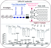 Graphical abstract: Mass spectrometric analysis of lipid A obtained from the lipopolysaccharide of Pasteurella multocida