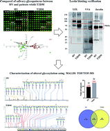 Graphical abstract: Integrated glycomics strategy for the evaluation of glycosylation alterations in salivary proteins associated with type 2 diabetes mellitus