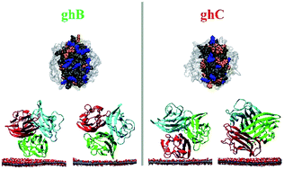 Graphical abstract: Effects of the surface polarity of nanomaterials on their interaction with complement protein gC1q