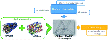 Graphical abstract: Development and characterization of a novel l-asparaginase/MWCNT nanobioconjugate