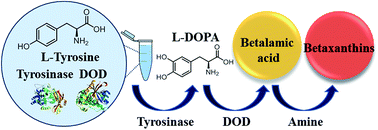 Graphical abstract: Detection of tyrosine and monitoring tyrosinase activity using an enzyme cascade-triggered colorimetric reaction