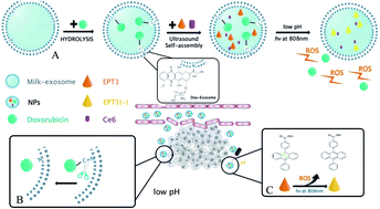 Graphical abstract: Milk-exosome based pH/light sensitive drug system to enhance anticancer activity against oral squamous cell carcinoma