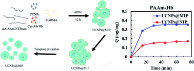 Graphical abstract: Interaction of LiYF4:Yb3+/Er3+/Ho3+/Tm3+@LiYF4:Yb3+ upconversion nanoparticles, molecularly imprinted polymers, and templates
