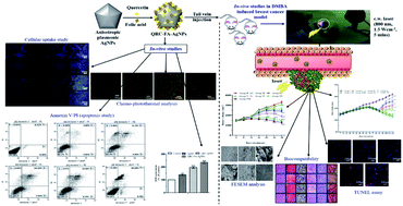 Graphical abstract: Quercetin loaded folate targeted plasmonic silver nanoparticles for light activated chemo-photothermal therapy of DMBA induced breast cancer in Sprague Dawley rats