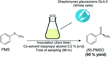 Graphical abstract: Enantioselective sulfoxidation using Streptomyces glaucescens GLA.0