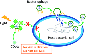 Graphical abstract: Carbon dots for effective photodynamic inactivation of virus