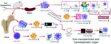 Graphical abstract: Iron oxide nanoparticle-induced hematopoietic and immunological response in rats
