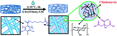 Graphical abstract: Development of an antimicrobial and antioxidant hydrogel/nano-electrospun wound dressing