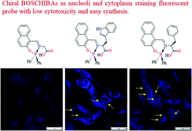 Graphical abstract: Boron Schiff bases derived from α-amino acids as nucleoli/cytoplasm cell-staining fluorescent probes in vitro